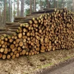 Eichenstämme – volle LKW-Ladung – 60 m³